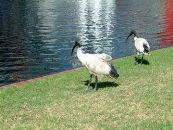 Ibis