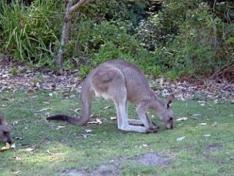 Kangaroo, Pebbly Beach