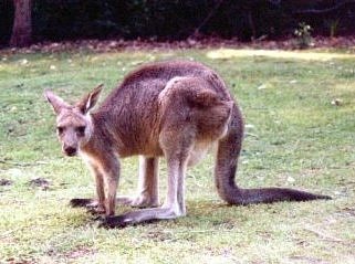 Kangaroo, Pebbly Beach