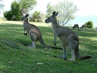 Kangaroo, Pebbly Beach