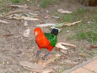 Rosella, Pebbly Beach