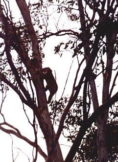 Koala, Raymond Island