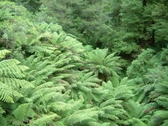 Tarra Bulga National Park