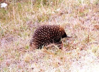 Echidna