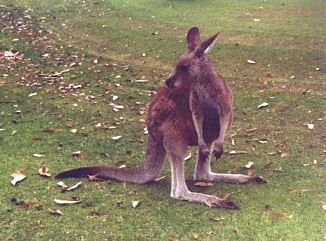 Anglesea Golf Course