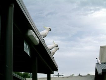 Cockatoos