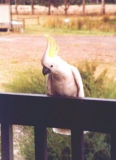 Yellow-Crested Cockatoo