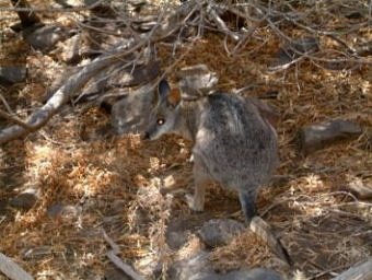 Wallaby