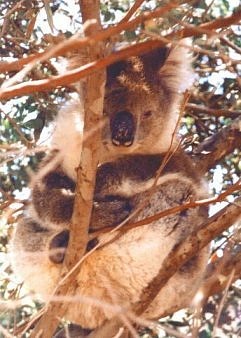 Koala