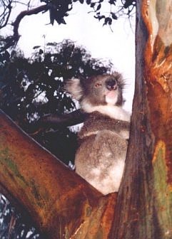 Koala