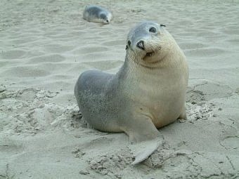 Baby Seal