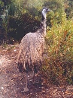 Emu