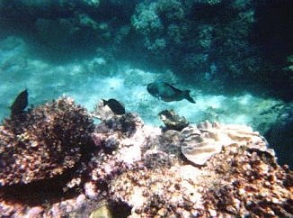 Great Barrier Reef