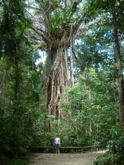 Cathedral Fig