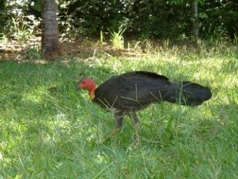 Brush Turkey