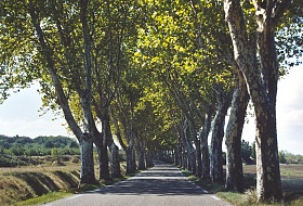 plane tree avenue