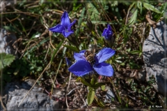 Alpen2015_234
