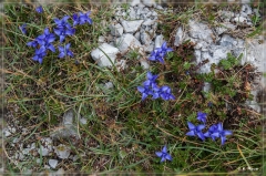 Alpen2015_416