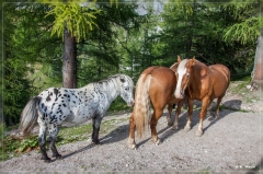 Alpen2015_447