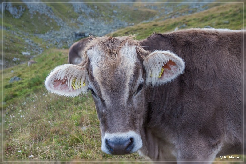 alpen2016_0529.jpg