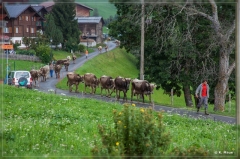 alpen2016_0461