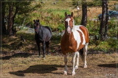 alpen2016_0466