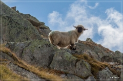 alpen2016_0514