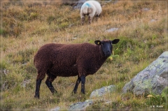 alpen2016_0517