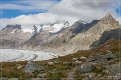 alpen2016_0518
