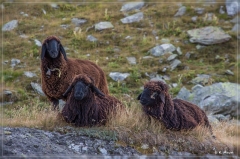 alpen2016_0521
