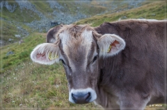 alpen2016_0529