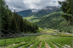 Erdbeerweg_Vinschgau_2018_03