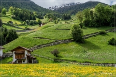 Erdbeerweg_Vinschgau_2018_15