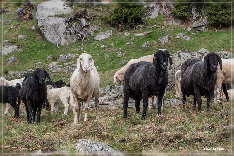 Vinschgau_2018_082.jpg
