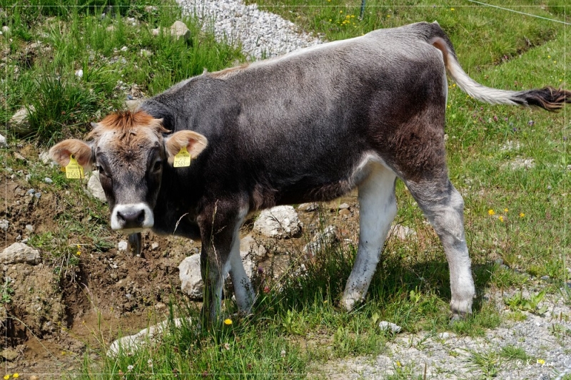Alpen_2021_435.jpg