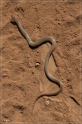 austr2011_278