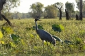 austr2011_353