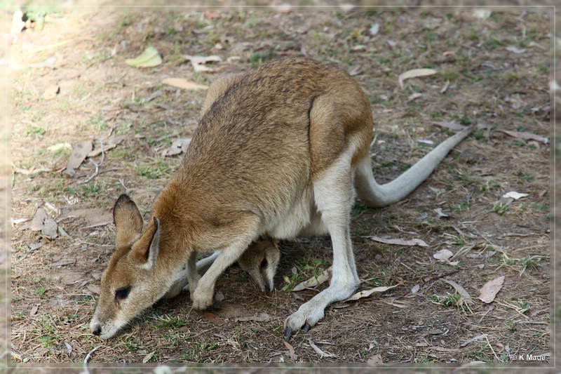 austr2011_213.jpg