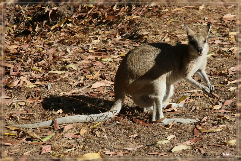austr2011_214.jpg