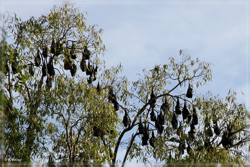 austr2011_216.jpg