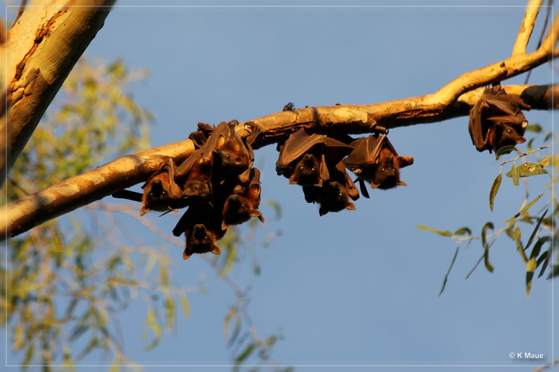 austr2011_221.jpg