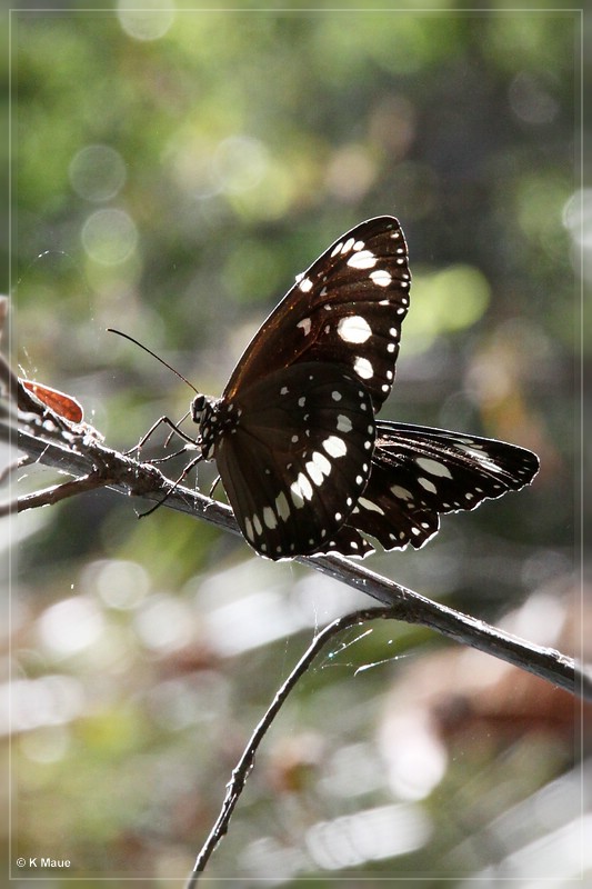 austr2011_227.jpg