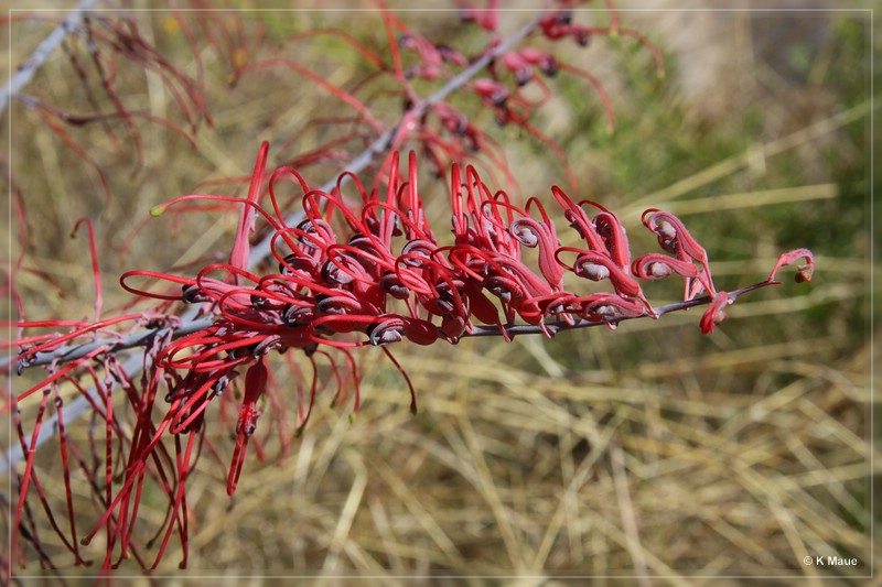 austr2011_230.jpg