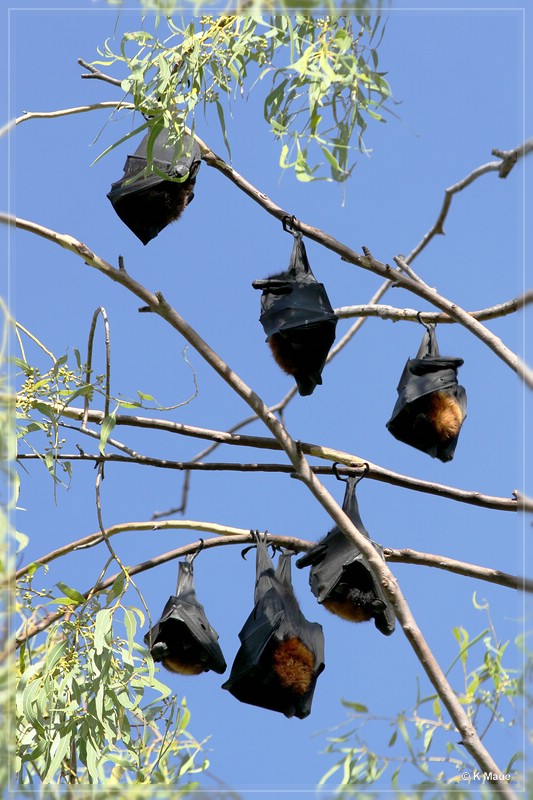 austr2011_239.jpg