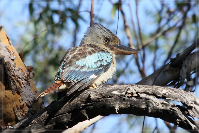 austr2011_240.jpg
