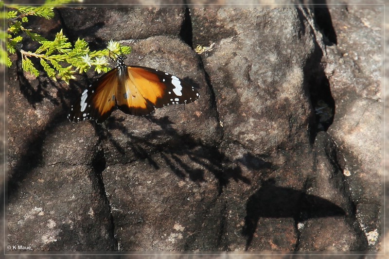 austr2011_381.jpg