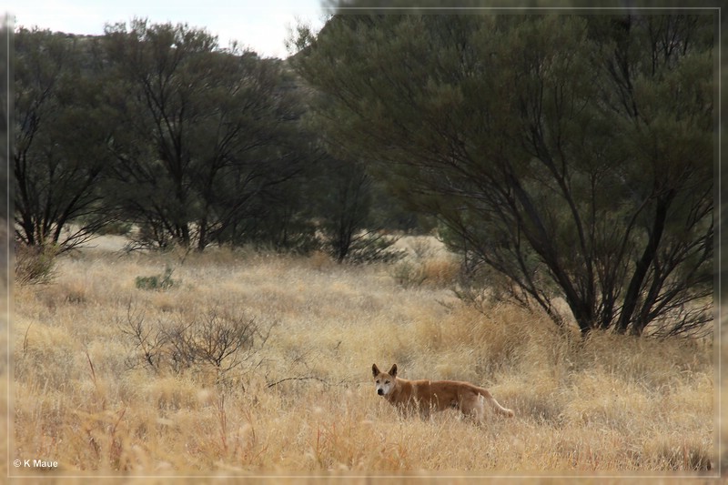 austr2011_062.jpg