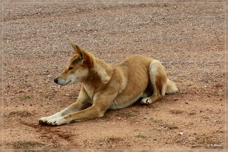 austr2011_106.jpg