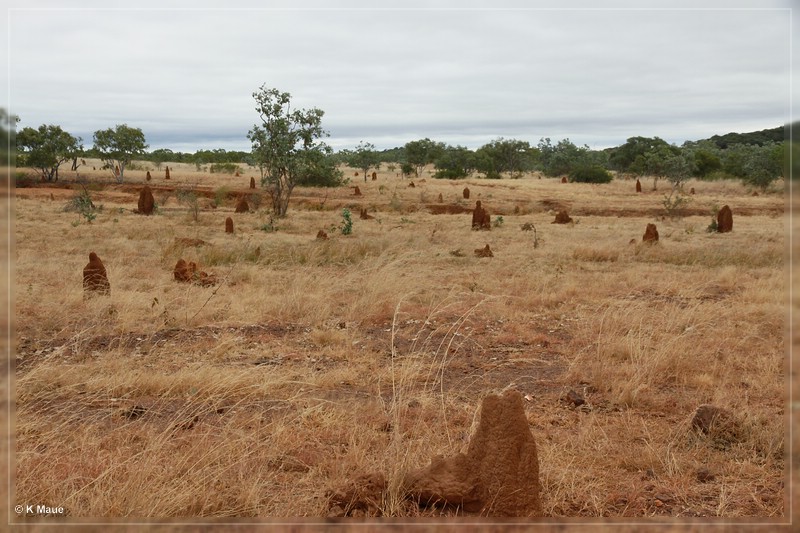 austr2011_131.jpg