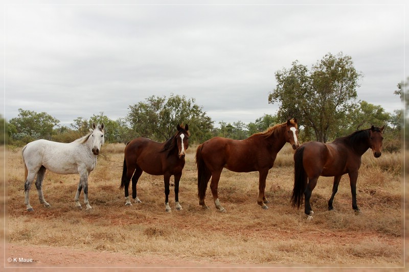 austr2011_138.jpg